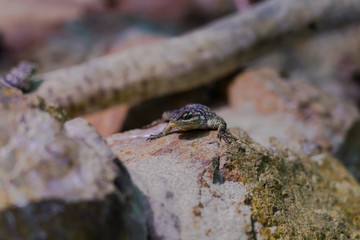 Blue Spiny Lizard - Animal, Living Organism ,Reptiles