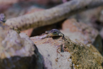Blue Spiny Lizard - Animal, Living Organism ,Reptiles