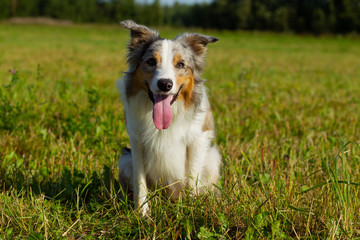 Border collie dog walking