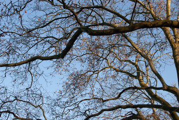 Twisted bare branches under the warm sunset light. Winter nature