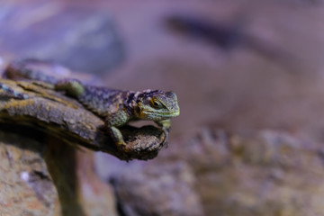 Blue Spiny Lizard - Animal, Living Organism ,Reptiles