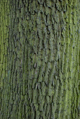 Background of green bark