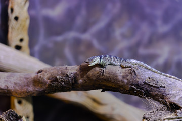 Blue Spiny Lizard - Animal, Living Organism ,Reptiles