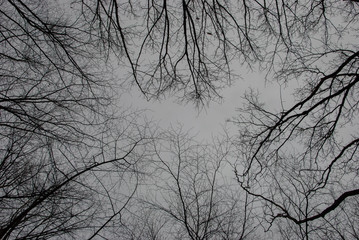 Fototapeta na wymiar Bare tree branches on a gray sky