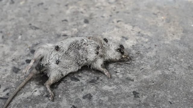 Rat Died on Street with Housefly Flying and Swarm Around Body