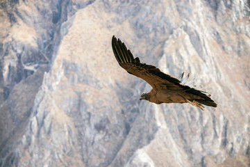 flying Andean condor