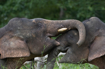 Borneo Pygmy elephant - 240212513