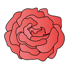 beauty rose isolated icon