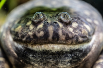 マルメタピオカガエルBudgett's flog