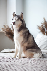 Husky dog at home in the bed of the owner.