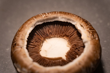 champignon 