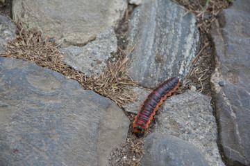 Burgruine Hohentwiel