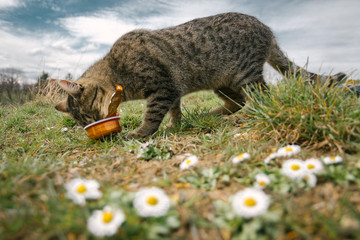 cat on the grass eating leftover food