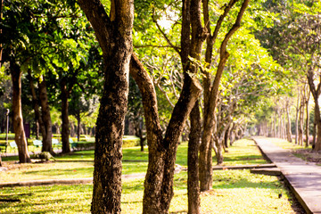 Green tree in the garden in the morning light, Green leaves tree in beautiful park