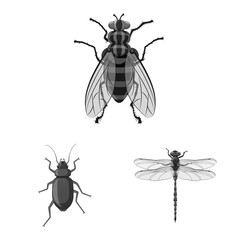 Vector illustration of insect and fly icon. Collection of insect and element stock vector illustration.