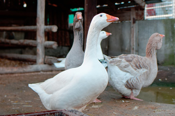 weiße gans