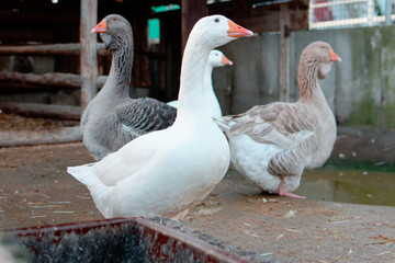 weiße gans