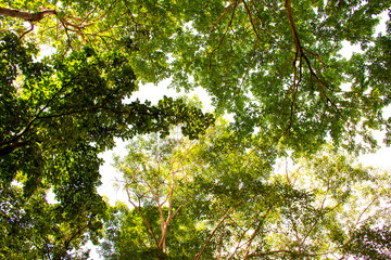 Bottom view of green tree with bright sunlight, Dark green leaves in below view