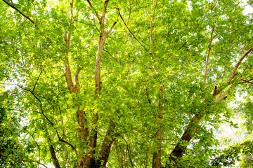Green leaves tree with morning light in the garden, Green leaves in the spring