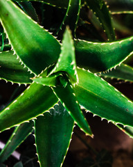 aloe vera plant, cactus