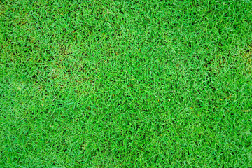 Green grass texture background, Green lawn, Backyard for background, Grass texture.