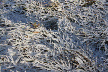 Winter sunny landscape. Dry grass covered with fluffy snow