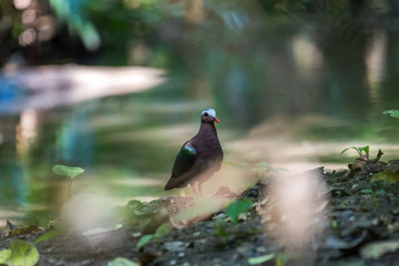 The Common Emerald Dove stood by the streams on a hot day in the forest.