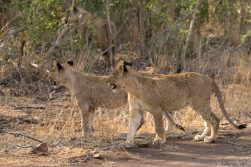 Lion, lionceau, Panthera leo, Parc national Kruger, Afrique du Sud
