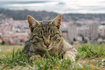 urban cat in the grass, city in the background