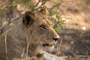 Obraz na płótnie Canvas Lion, Lionne, Panthera leo, Parc national Kruger, Afrique du Sud