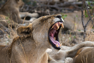 Lion, Lionne, Panthera leo, Parc national Kruger, Afrique du Sud