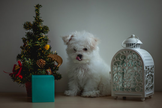 little white puppy bichon frise