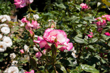 Pink garden rose (Handel)