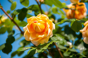Bush yellow garden roses (Golden Celebration) against blue sky