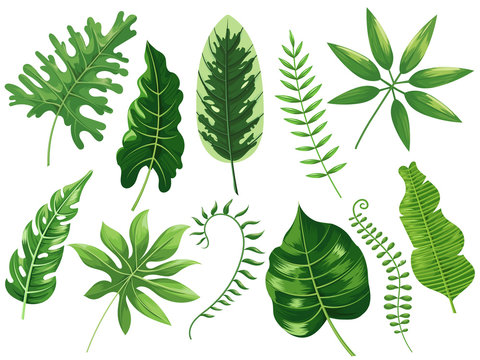 Tropical leaves. Exotic tropic leaf, botanic rainforest and tropics travel leafs painting cartoon vector isolated illustration set