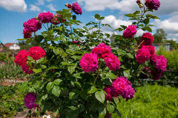 Bush red garden roses against the blue sky