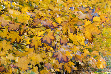 Colorful maple leaves.