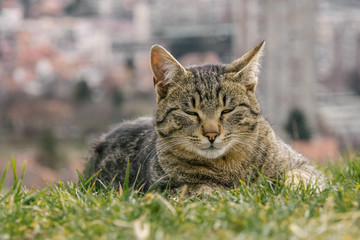 urban cat in the grass, city in the background