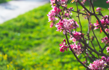 peach tree blossoms in spring
