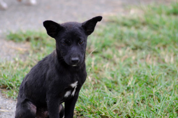 The little dog born on the side of the road is hungry.
