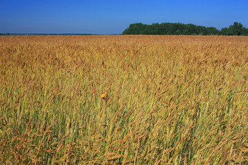Ripe wheat ears in a field