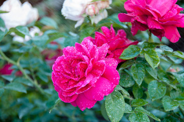 Red roses (Leonard Dudley Braithwaite)