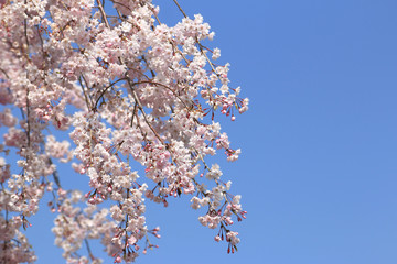 桜の花　桜　サクラ　さくら　満開の桜