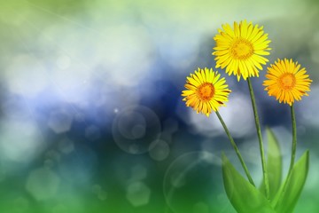 Beautiful live daisy or camomile with empty on left on natural leaves and sky blurred bokeh background. Floral spring or summer flowers concept.