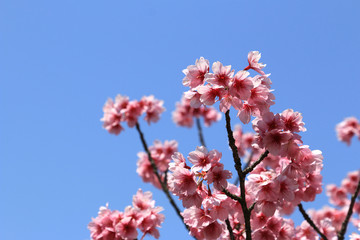 桜の花　桜　サクラ　さくら　満開の桜