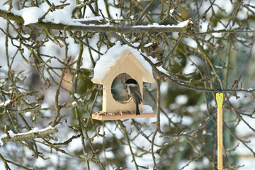 Bird titmouse feeding millet sunflower on fodder rack in winter snow