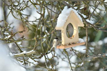 Bird titmouse feeding millet sunflower on fodder rack in winter snow