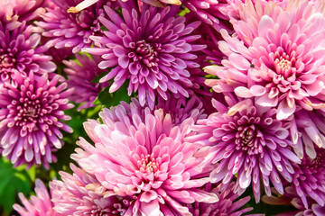  Chrysanthemums in the Botanical Garden spring day tropical garden Floral nature background.Selective focus.agriculture idea concept design with copy space add text.
