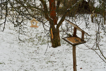 fodder rack with sunflowers millet grain seeds for feeding birds in winter snow