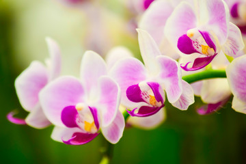 pink Phalaenopsis or Moth dendrobium Orchid flower in winter or spring day tropical garden Floral...